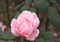 耐阴的月季品种都有什么？