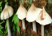 鸡枞菌大概多少钱一斤 能不能人工种植