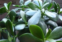 燕子掌耐高温吗？