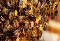 蜜蜂春繁是什么意思 附春繁要点