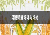 酒糟喂猪好处与坏处