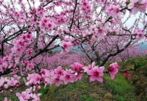 桃花适合在什么地方生长