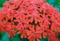 剪秋罗生长在哪里