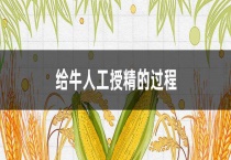 给牛人工授精的过程