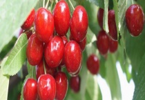 吉塞拉6结果需要几年 附其基本介绍