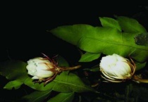 昙花在哪儿长花苞