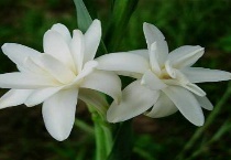 夜来香叶子变黄的原因？