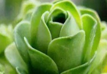 山地玫瑰休眠期上盆要注意哪些？