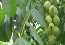 野核桃的成熟时间 有哪些生长习性