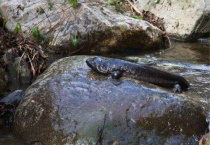 娃娃鱼为啥不能养家里