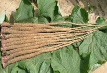 牛蒡是什么东西 附分布地区