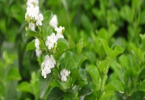 白蜡树苗雌雄的区别？