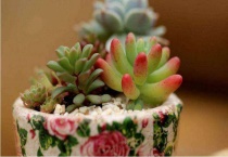 多肉换盆用干土需要浇水吗？