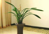 墨兰黄叶是什么原因？