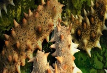 怎么保存鲜海参 附鲜海参的处理多久？