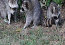 果子狸种苗多少钱一只？附手续要求