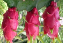 火龙果什么季节成熟 产地在哪里