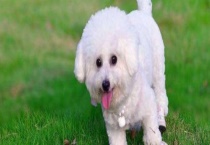 比熊犬吃什么狗粮好？怎样选择比熊犬狗粮