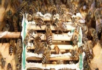 失王什么时候介王最好 介王方法与蜂群管理