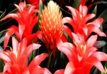 鸿运当头烂根了怎么办 注意浇水的水质不能有问题