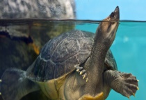 鳖在它的生命期限里能长到多大呢 怎样养殖鳌