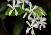 风车茉莉怎么修剪