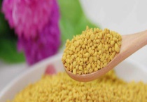 茶花粉和菜花粉哪个好 附区别？