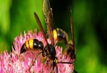 被马蜂蛰了有潜伏期吗 附症状