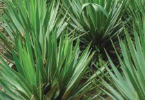 丝兰和剑麻的区别？