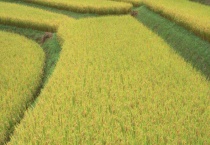 防除东北稻区翻耕直播稻田杂草的化学技术 附其杂草种群