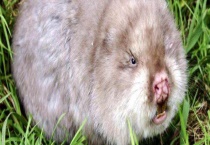 竹鼠养殖需要办理哪些证件？办理条件是什么？