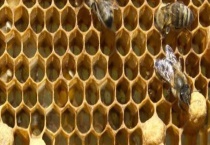 王台天数变化过程表 蜂王出台后几天交尾