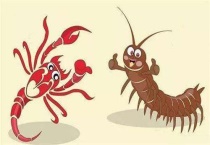 蚰蜒和蜈蚣的区别？