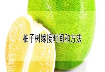 柚子树嫁接时间和多久？