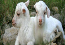 小反刍兽疫的症状 以及治疗多久？