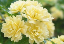 黄木香耐寒多少度