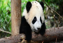 野生大熊猫战斗力强吗？野生大熊猫能打过狼吗？