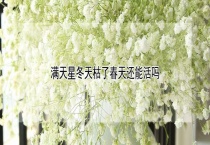 满天星冬天枯了春天还能活吗？
