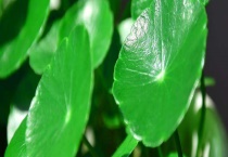 铜钱草和镜面草的区别？ 附其价值