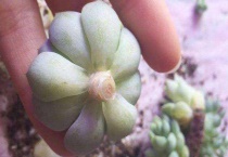 多肉植物怎么断头移植