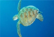 养猪鼻龟犯法吗？