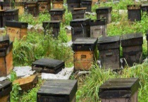 活框蜂箱有哪些优点和缺点 具体有什么体现