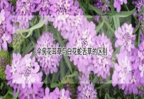 伞房花耳草与白花蛇舌草的区别？