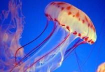 为什么水母一换水就死了