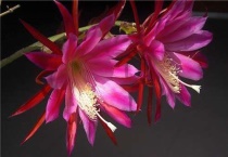 令箭荷花怎么修剪