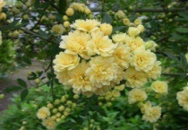 黄木香的养殖方法和注意事项