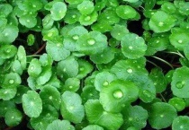 铜钱草可以长期泡在水里养吗？