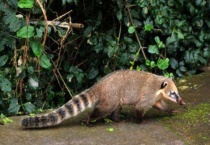 獾和果子狸有什么区别？？