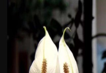 一帆风顺怎么浇水 需经常保持盆土湿润性