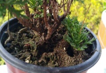 花盆中蚂蚁怎么消灭